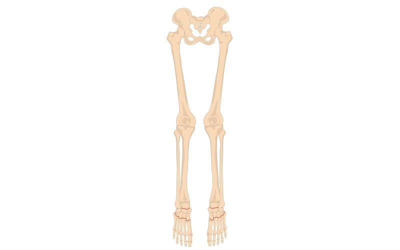 Contenido médico vectorial de anatomía de los huesos de la pierna