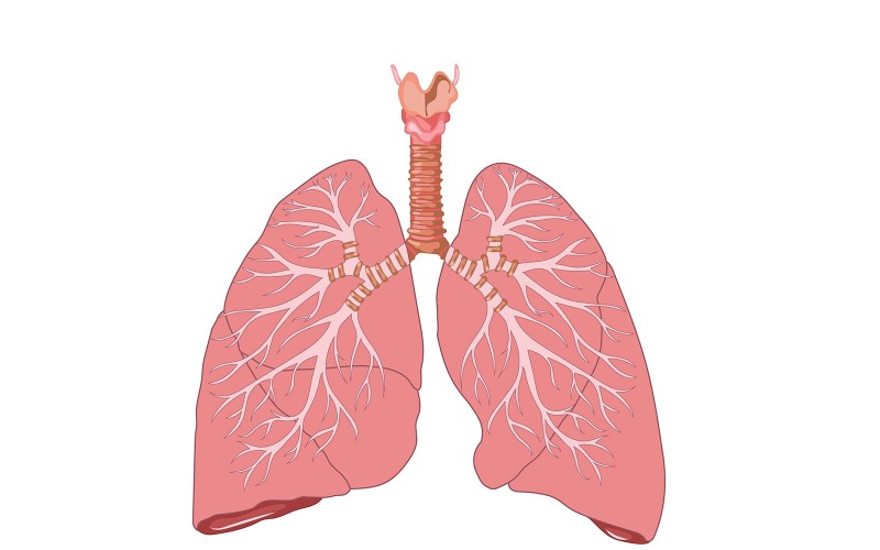 Illustrazione medica dell'anatomia polmonare