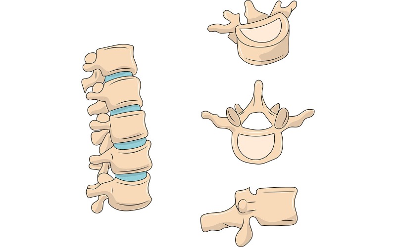 Ilustração médica das vértebras da coluna lombar