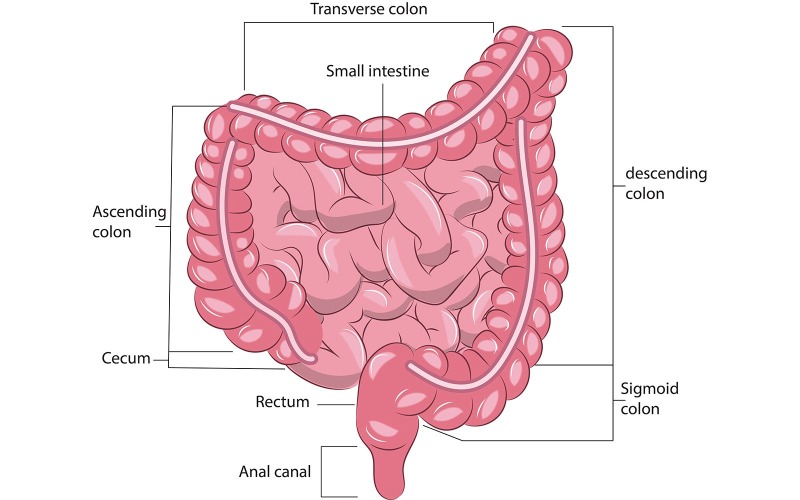 Ilustración vectorial del intestino humano