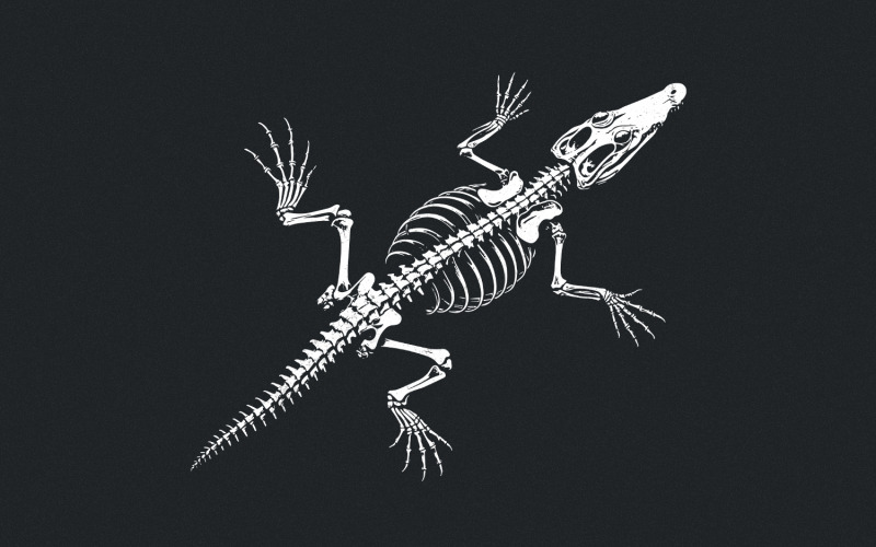 鳄鱼骨骼 PNG，鳄鱼骨头 png，爬行动物 png，鳄鱼 png，鳄鱼剪贴画，鳄鱼，