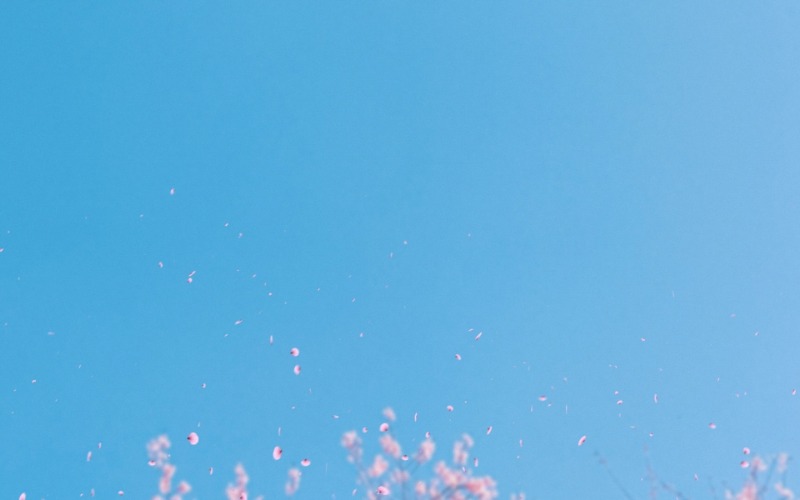 Fly High Sky / Tavaszi dallam