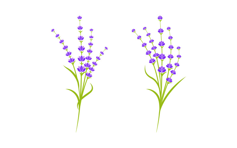 Modèle de conception d'icône vectorielle de fleur de lavande v.13