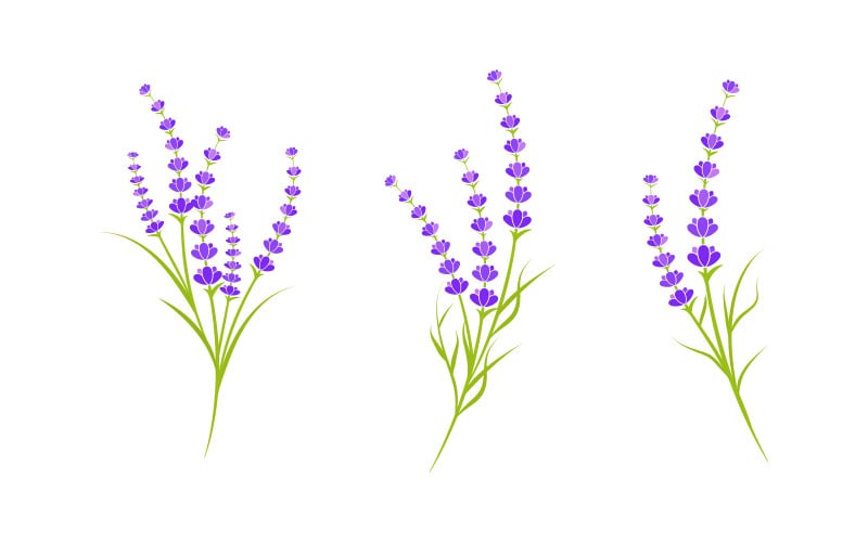 Plantilla de diseño de ilustración de icono vectorial de flor de lavanda v.16