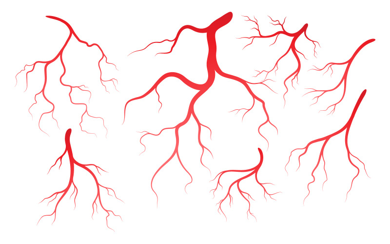 Modello di progettazione dell'illustrazione delle vene e delle arterie della salute umana v.2