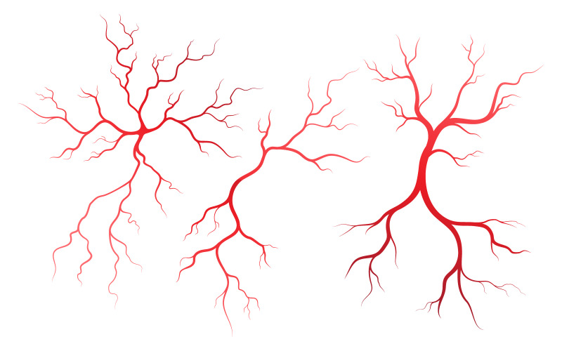 Modello di progettazione dell'illustrazione delle vene e delle arterie della salute umana v.4