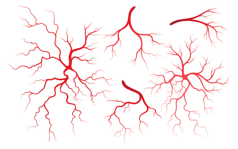 Plantilla de diseño de ilustración de venas y arterias para la salud humana v.3