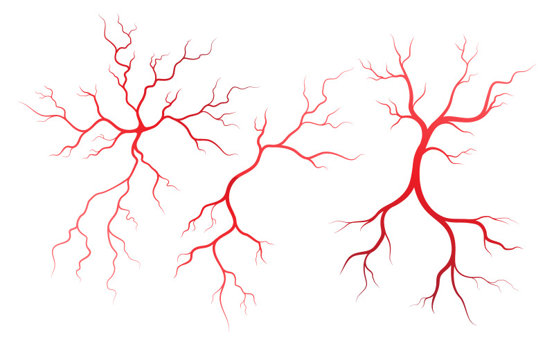 Plantilla de diseño de ilustración de venas y arterias para la salud humana v.4