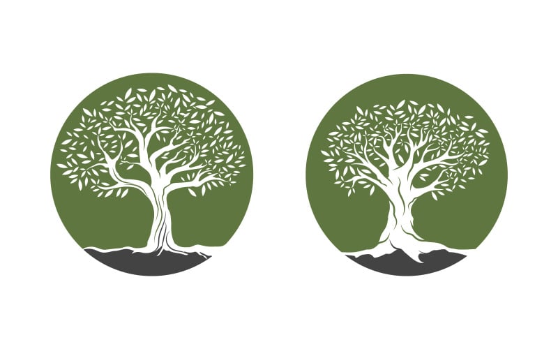 Olive Fruit Tree icon vector illustration design template v.4