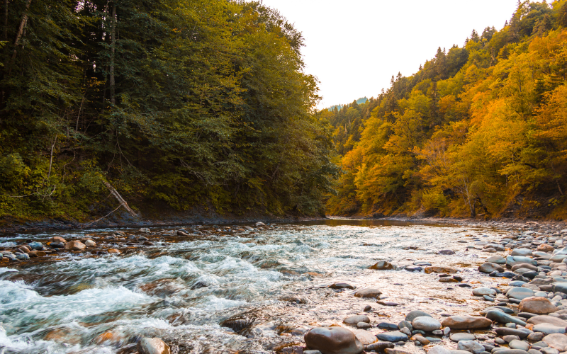 Torrente e uccelli (paisagem da natureza)