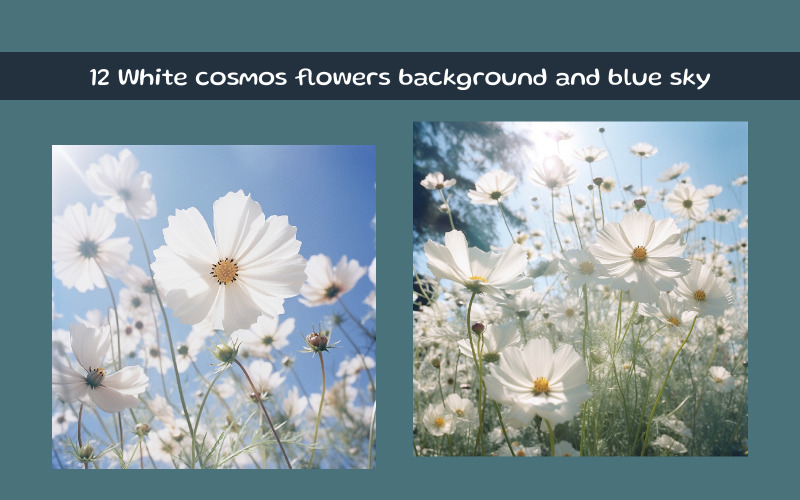 Vita kosmos blommor bakgrund och blå himmel