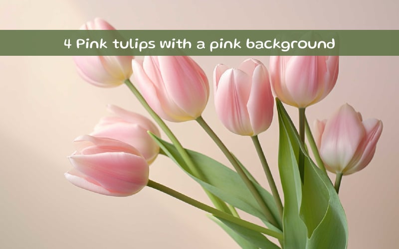 Pink tulips with a pink background