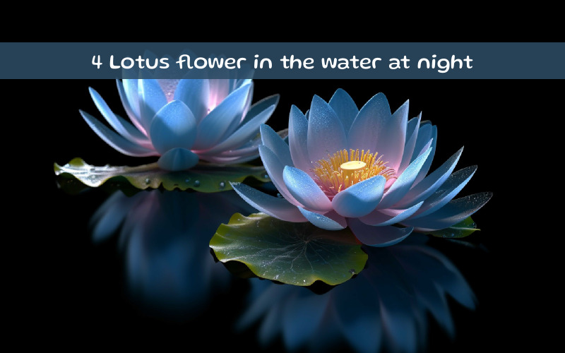 Gece suda lotus çiçeği