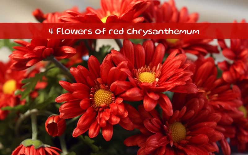 Bloemen van rode chrysant