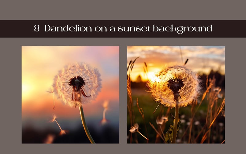 Dandelion on a sunset background
