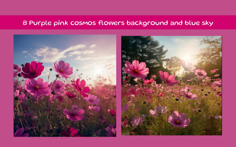 Lila rosa kosmos blommor bakgrund och blå himmel