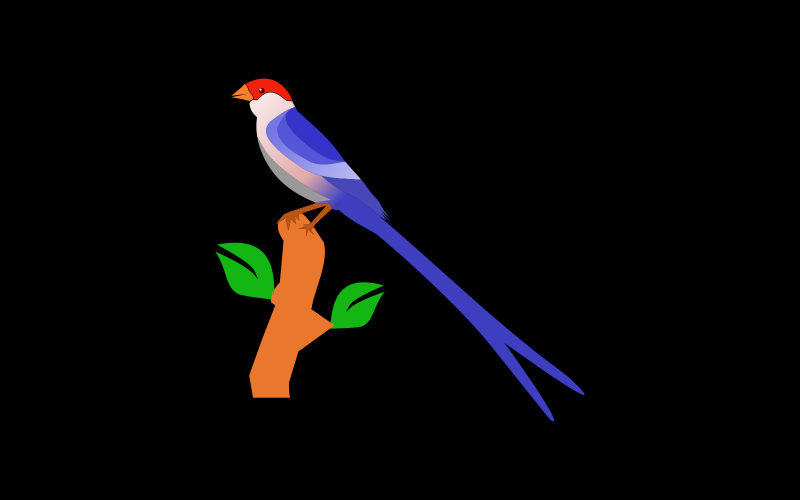 Long Tailed Bird Illustration