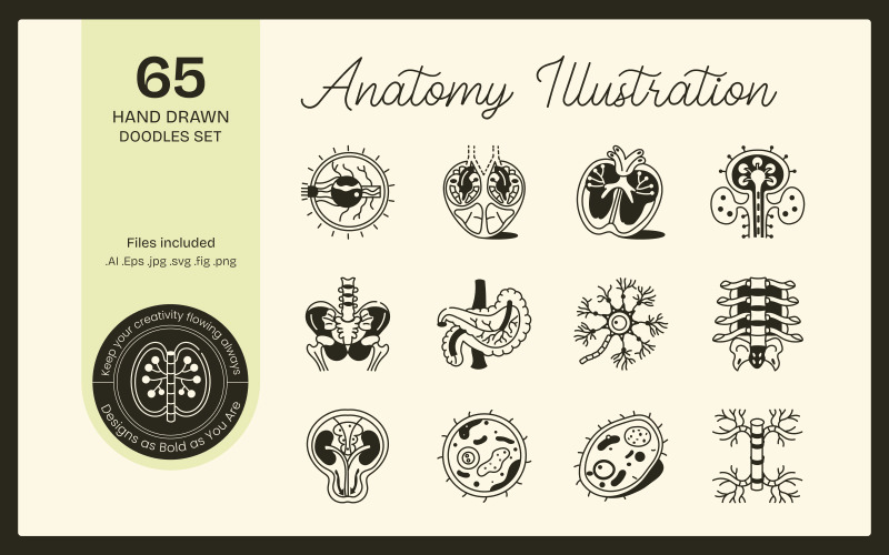 Ensemble d'illustrations et de dessins d'anatomie