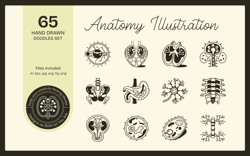 Set di illustrazioni di disegni anatomici