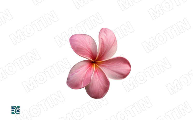 Fleur rose délicate aux pétales doux et au centre vibrant sur fond blanc