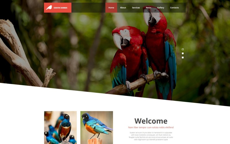 birds moto cms html шаблон