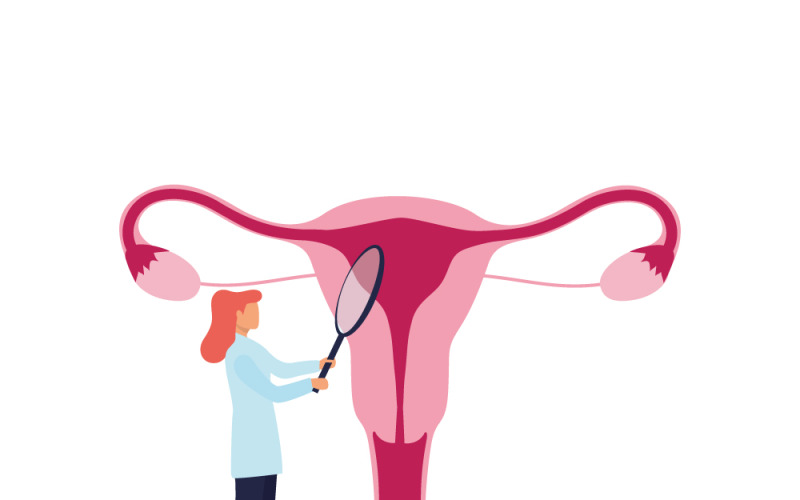 Illustration du système reproducteur d'une gynécologue suivant le cycle menstruel