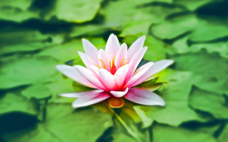Meditatif Meditasyon - Rahatlatıcı Müzik