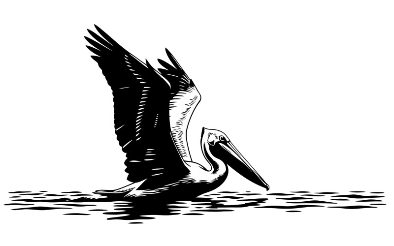 Pélican noir volant au ras de l'eau, silhouette isolée sur fond blanc