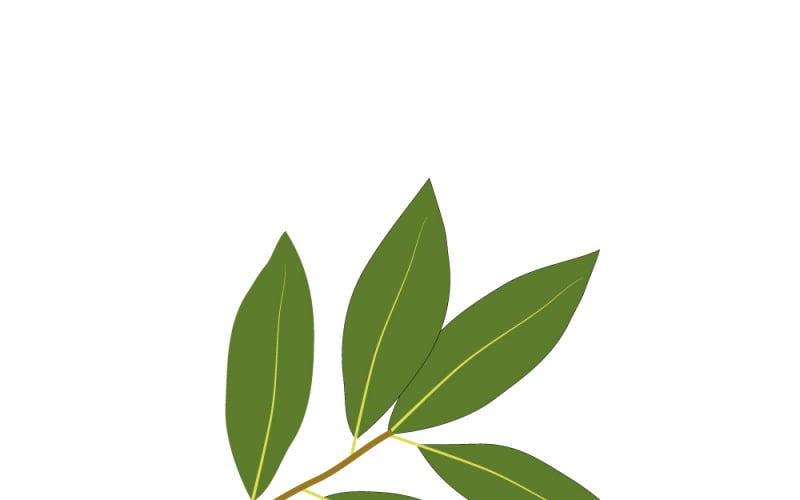 Элегантный набор векторных изображений лавровых листьев - растительная графика зеленого цвета