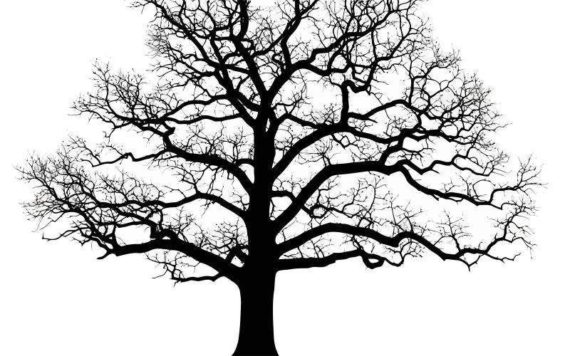 Árvore majestosa de inverno sem folhas, com extensa e intrincada rede de galhos, isolada em fundo branco.