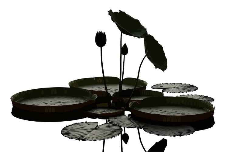 Elegant näckros med flytande blad och slutna knoppar i naturlig isolerad på vit bakgrund