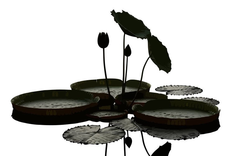 Nénuphar élégant aux feuilles flottantes et aux boutons fermés, isolé sur fond blanc.