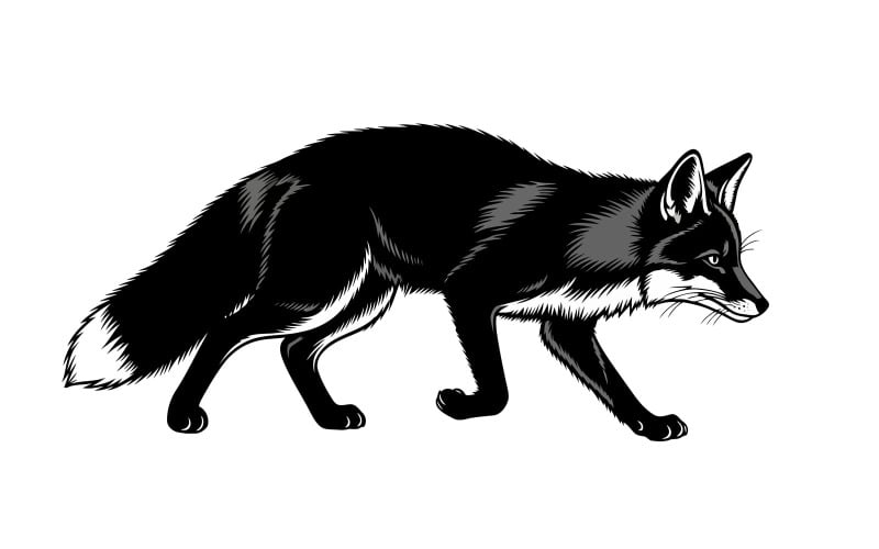 Beyaz arka plan üzerinde izole edilmiş, sert bir ifadeye sahip, kalın ve iri siyah kurt kedisinin hareket halindeki çarpıcı görüntüsü.