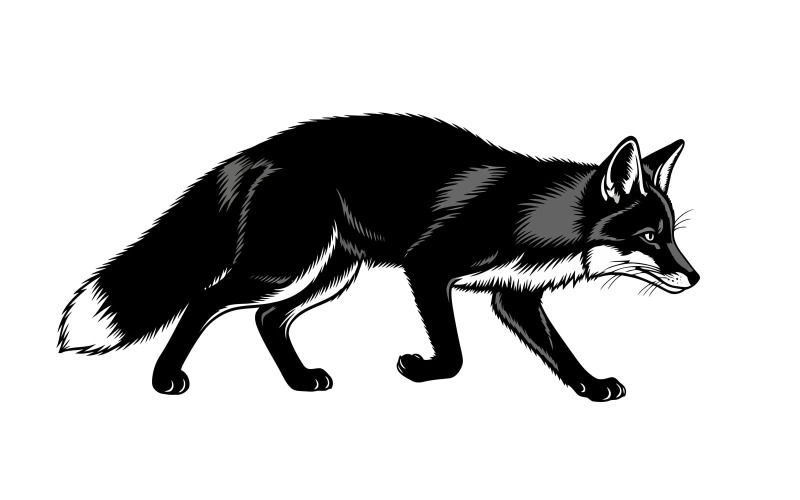 Chat-loup noir saisissant en mouvement, à l'expression féroce et au corps épais, isolé sur fond blanc