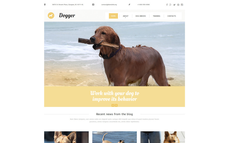 шаблон dog moto cms 3