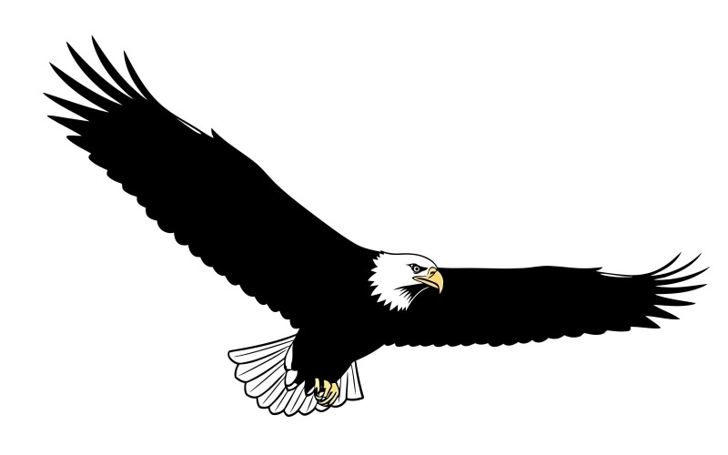 Silhouette di aquila calva in volo isolata su sfondo bianco