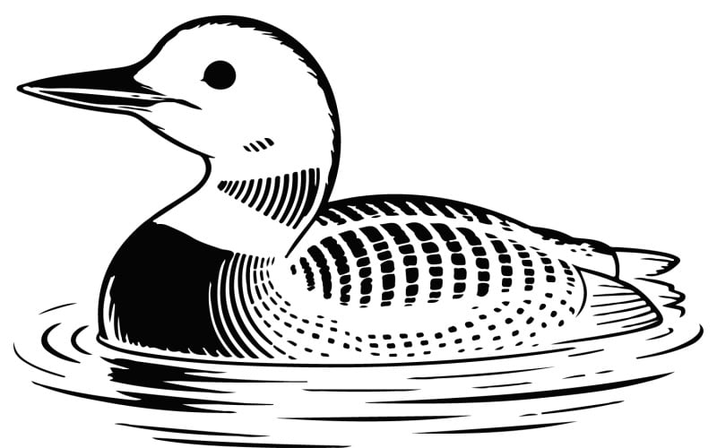 Un'illustrazione di un uccello loon che galleggia sull'acqua