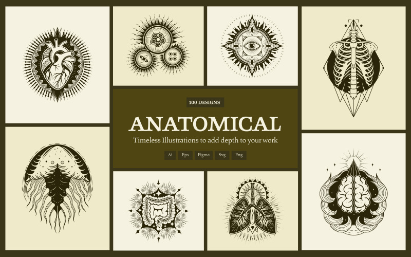 Anatomiska illustrationer uppsättning