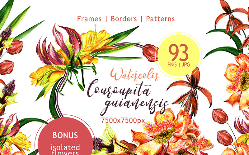 Download Иллюстрация "Couroupita Guianensis PNG Watercolor Set - Illustration" / Couroupita Guianensis PNG Watercolor Set - Illustration - Иллюстрация на тему графика watercolor exotic illustration delicate drawing background textile colorful sprykelia cannon tree gliosis drawn paint leaf plant wildflower deciduous foliage flower