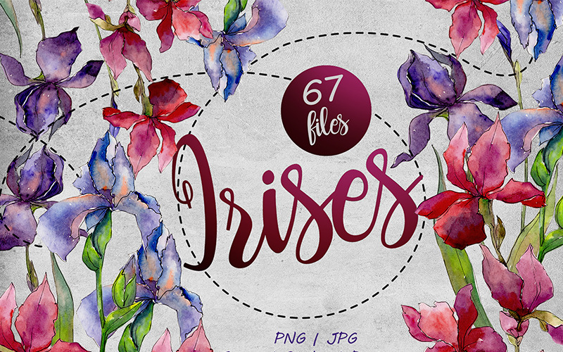 Сolorful Irises PNG Acuarela Set - Ilustración