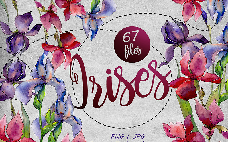 Download Иллюстрация "Сolorful Irises PNG Watercolor Set - Illustration" / Сolorful Irises PNG Watercolor Set - Illustration - Иллюстрация на тему графика watercolor illustration iris drawing background textile colorful fashion drawn vintage paint leaf plant seasonal deciduous foliage flower sprout stem botanical