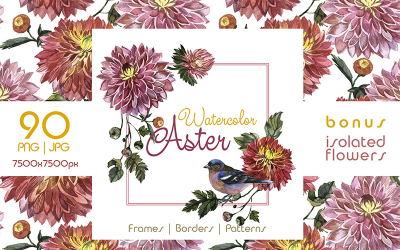 Conjunto de aquarela Asters PNG encantador - ilustração
