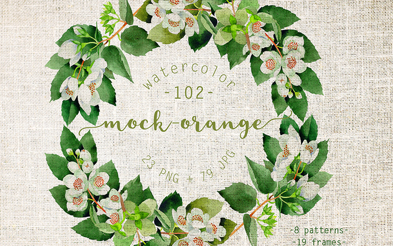 Download Иллюстрация "Mock-orange Flowers PNG Watercolor Set - Illustration" / Mock-orange Flowers PNG Watercolor Set - Illustration - Иллюстрация на тему графика watercolor illustration green mock-orange drawing background colorful drawn paint leaf plant wildflower seasonal foliage flower sprout stem textile botanical garden