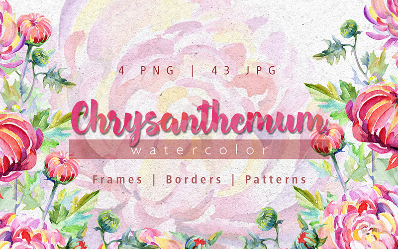 Tender Pink Chrysanthemum PNG Watercolor Set - Illustration