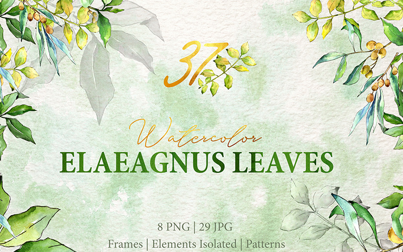 Aquarelle Vert Elaeagnus PNG - Illustration