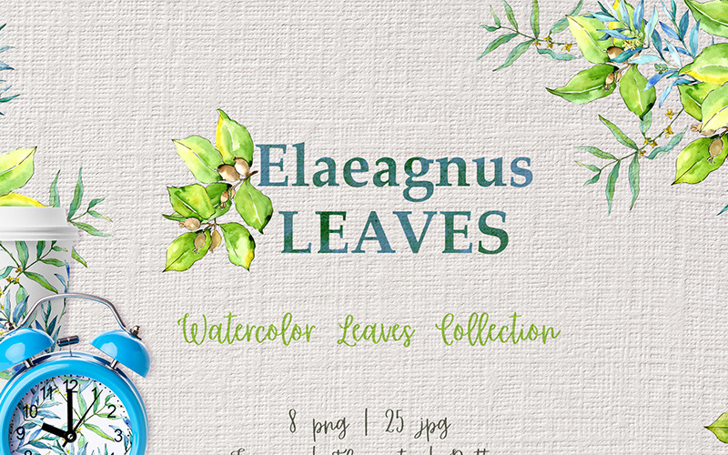 Elaeagnus lämnar akvarell Png - Illustration