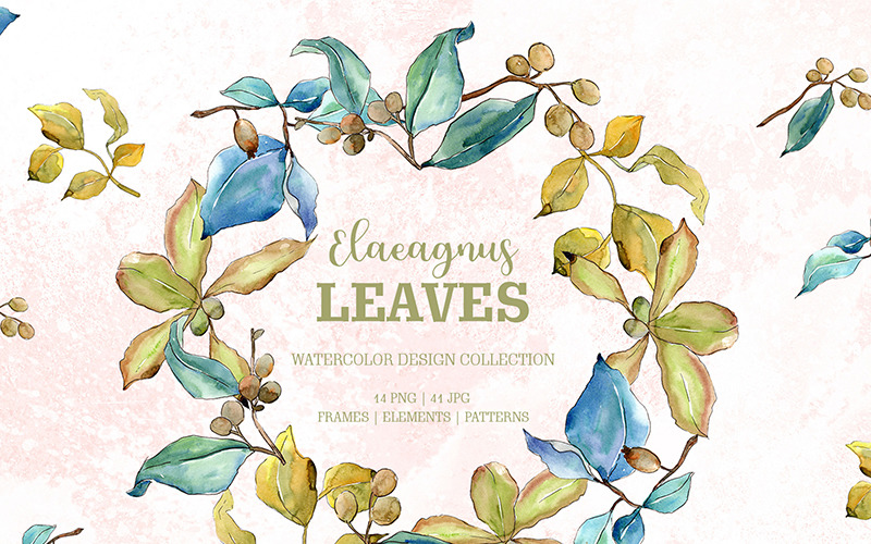 Elaeagnus levelek akvarell png - illusztráció