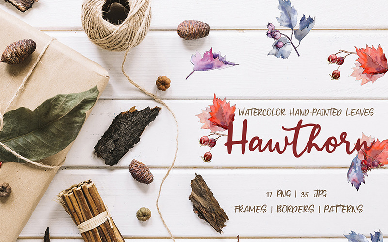 Download Иллюстрация "Hawthorn Watercolor Png - Illustration" / Hawthorn Watercolor Png - Illustration - Иллюстрация на тему графика hawthorn watercolor png