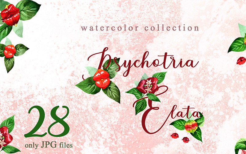 Download Иллюстрация "Psychotria Elata Watercolor Png - Illustration" / Psychotria Elata Watercolor Png - Illustration - Иллюстрация на тему графика psychotria elata watercolor png