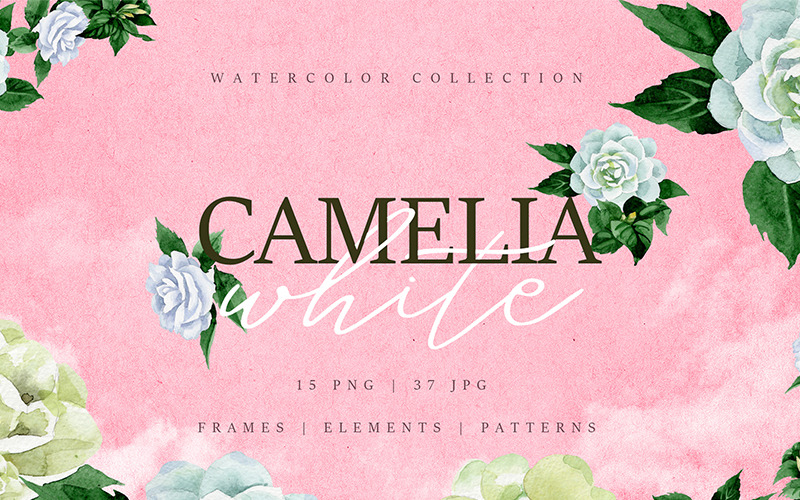 Camelia White Watercolor png - Ilustrace